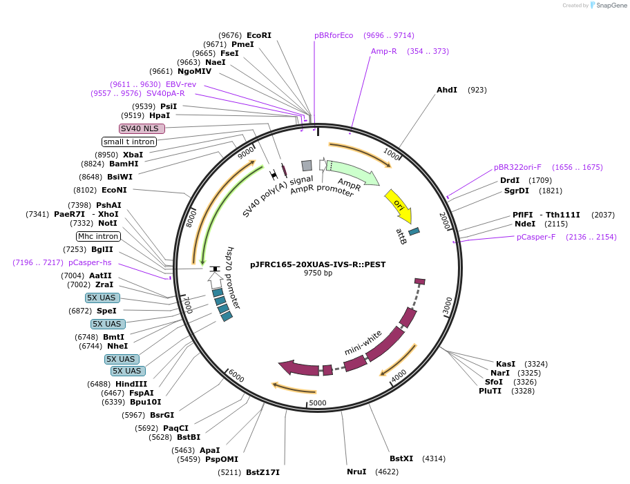 32142-plasmid-map-sequence-id-36301