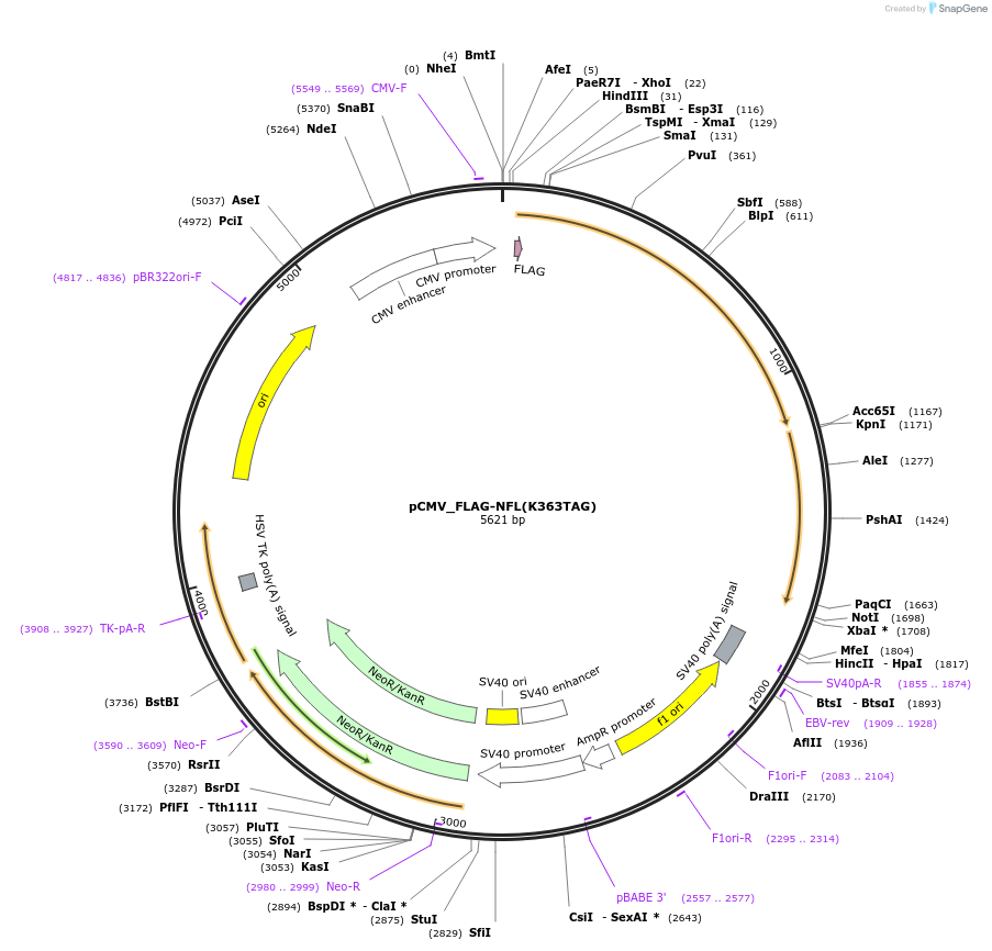 182661-plasmid-map-sequence-id-363012