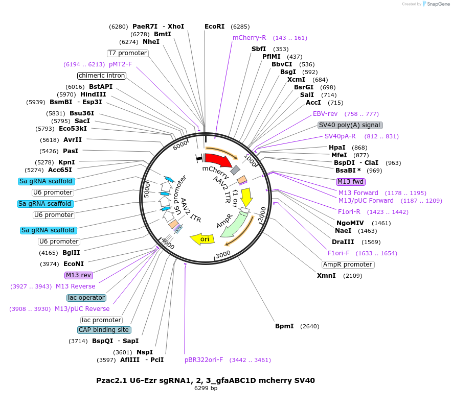 179119-plasmid-map-sequence-id-363021