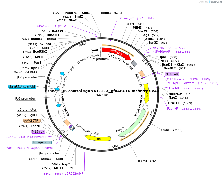 179120-plasmid-map-sequence-id-363022