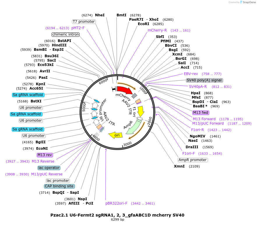 179117-plasmid-map-sequence-id-363024