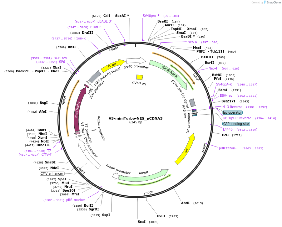 107170-plasmid-map-sequence-id-363045