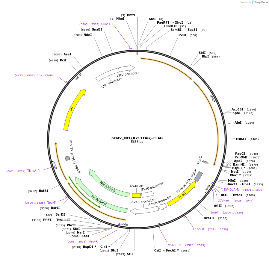 182655-plasmid-map-sequence-id-363059