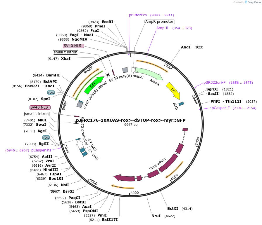 32147-plasmid-map-sequence-id-36306