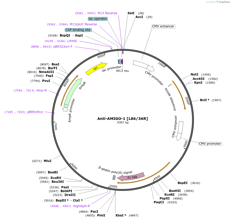 182102-plasmid-map-sequence-id-363083