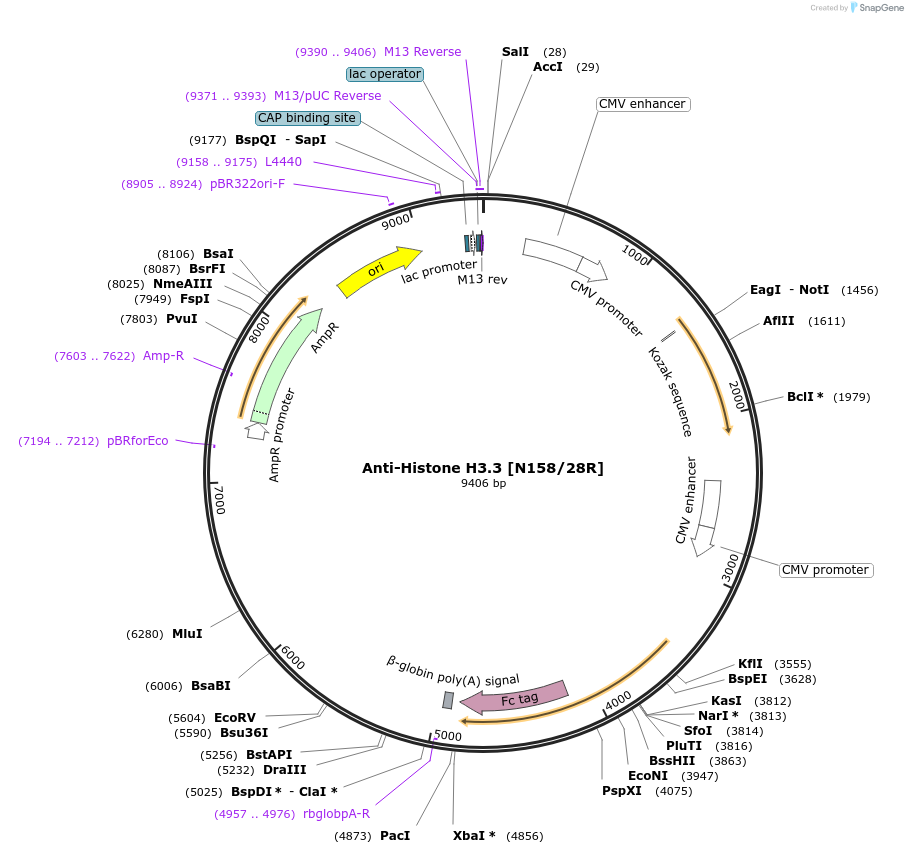 182106-plasmid-map-sequence-id-363089