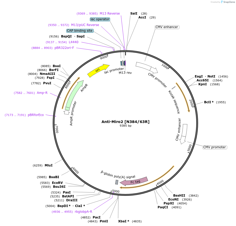 182114-plasmid-map-sequence-id-363093
