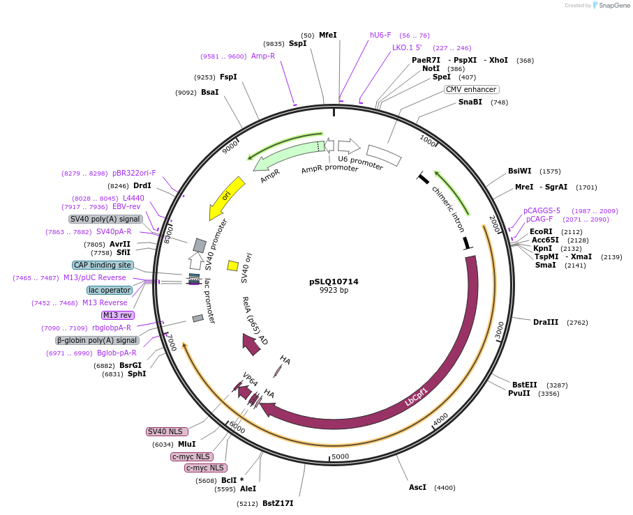 183959-plasmid-map-sequence-id-363110