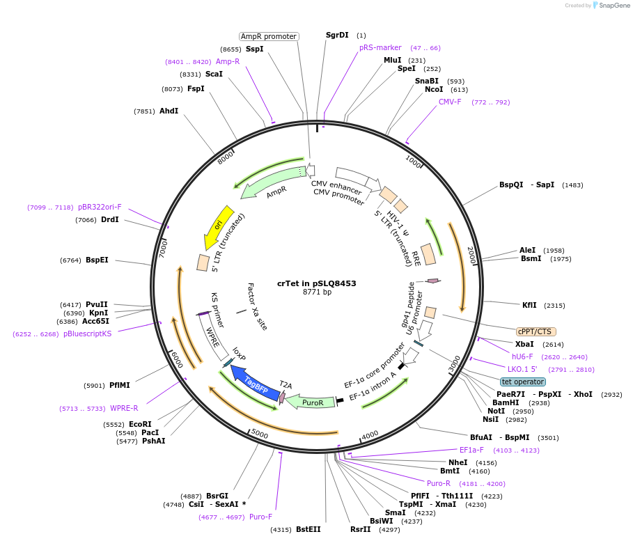 183965-plasmid-map-sequence-id-363121