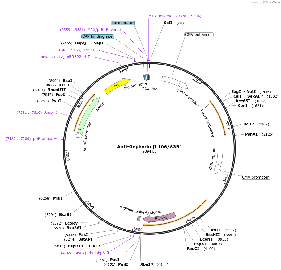 182100-plasmid-map-sequence-id-363136