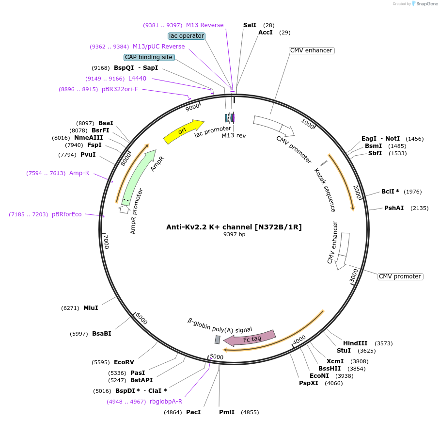 182112-plasmid-map-sequence-id-363145
