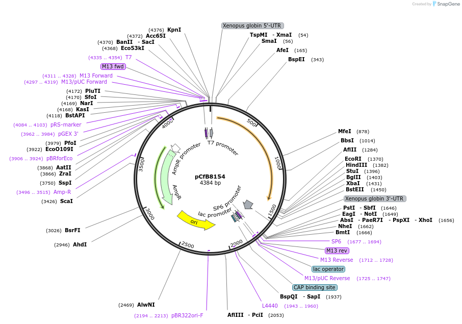175205-plasmid-map-sequence-id-363153