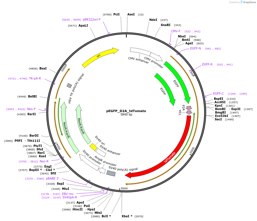 184045-plasmid-map-sequence-id-363159