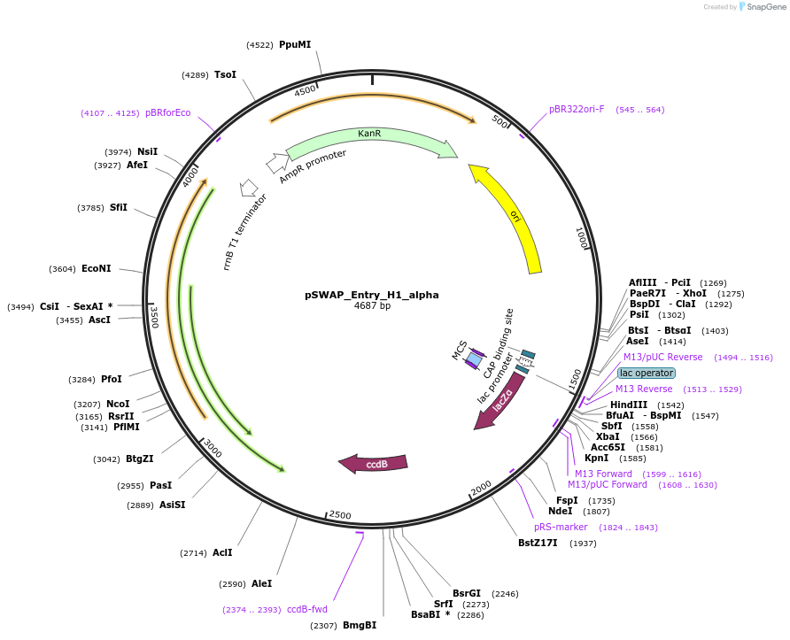 184865-plasmid-map-sequence-id-363162