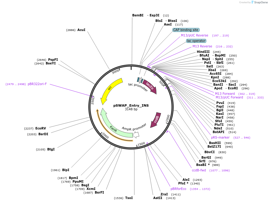 184867-plasmid-map-sequence-id-363163