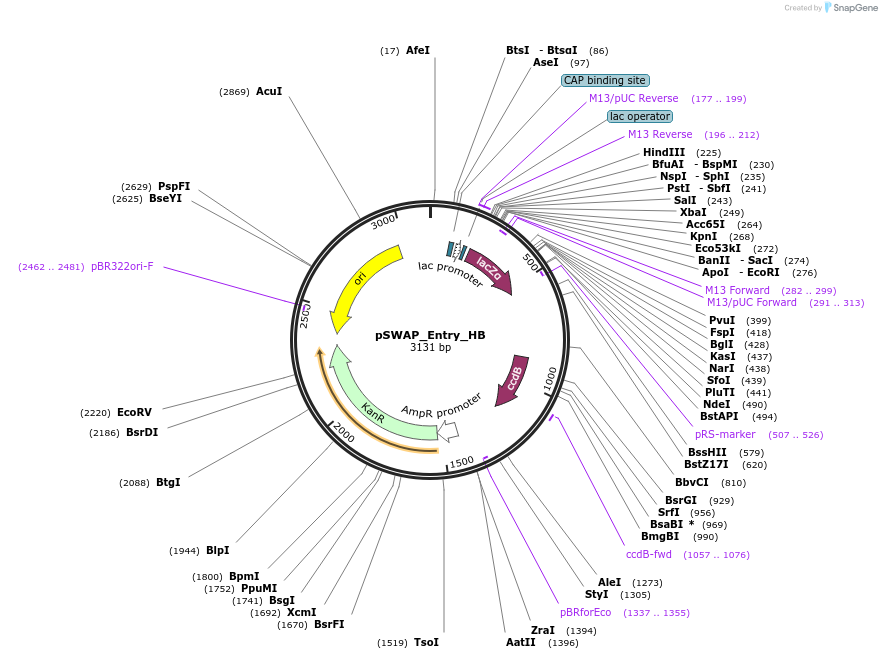 184868-plasmid-map-sequence-id-363165