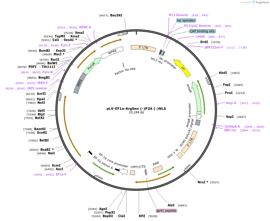 184699-plasmid-map-sequence-id-363167