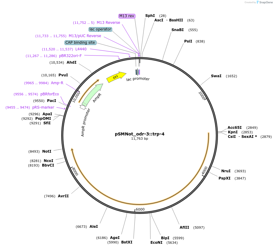 182262-plasmid-map-sequence-id-363179