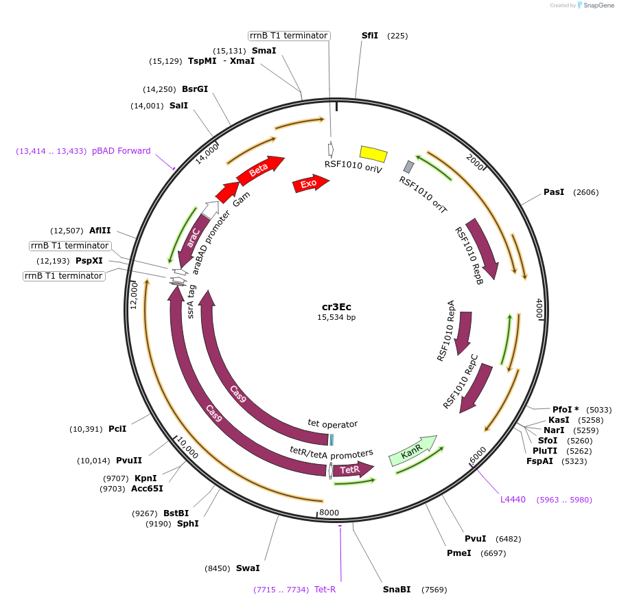 184860-plasmid-map-sequence-id-363182