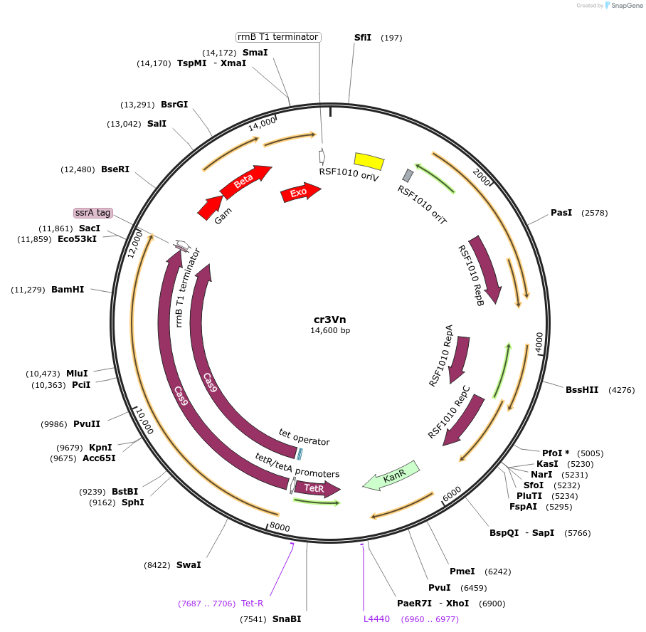 184861-plasmid-map-sequence-id-363183