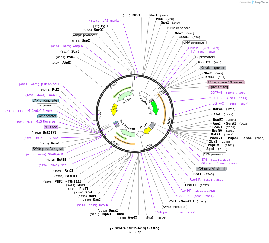 181958-plasmid-map-sequence-id-363198