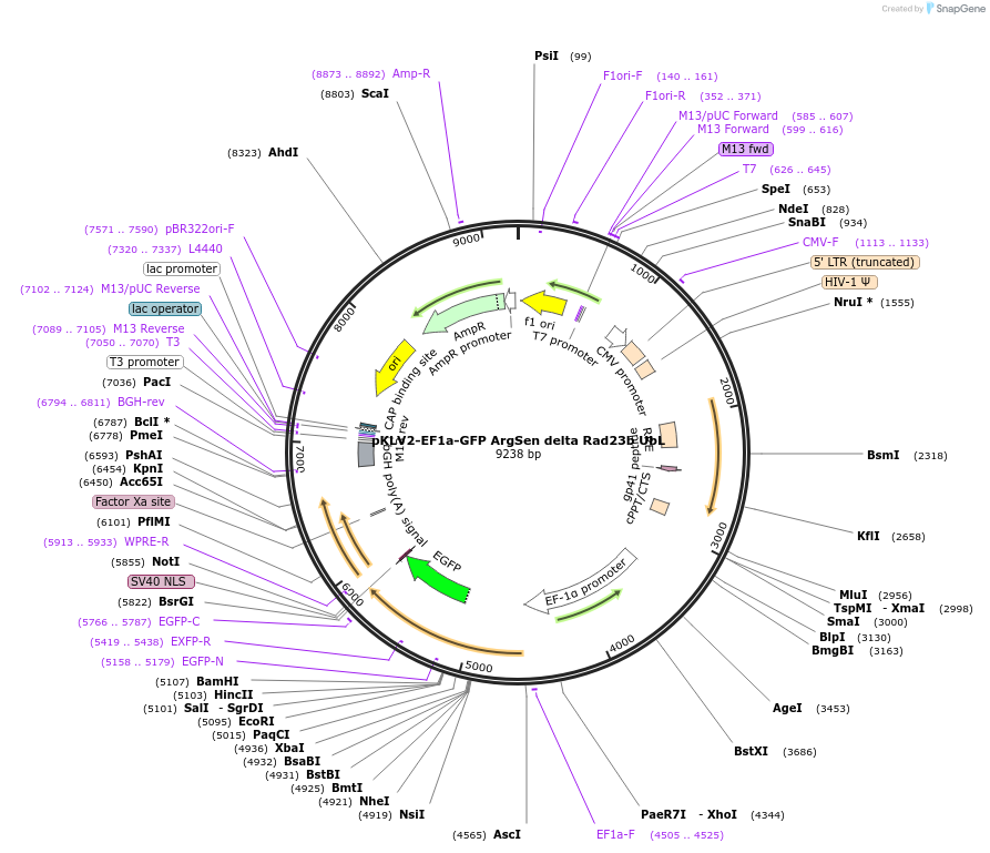 184694-plasmid-map-sequence-id-363202