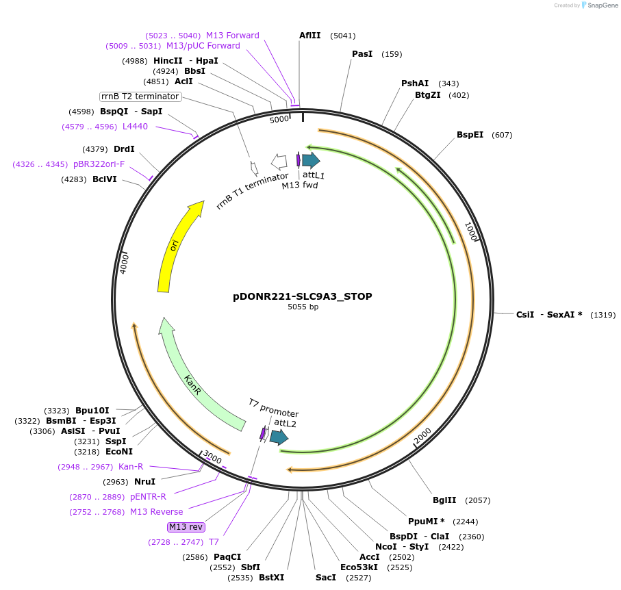 161400-plasmid-map-sequence-id-363203