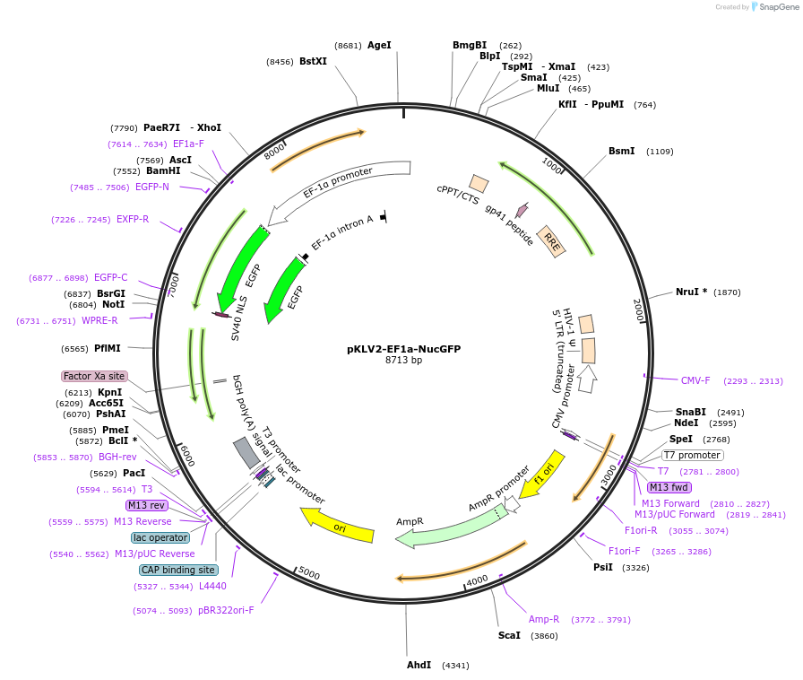 184696-plasmid-map-sequence-id-363232
