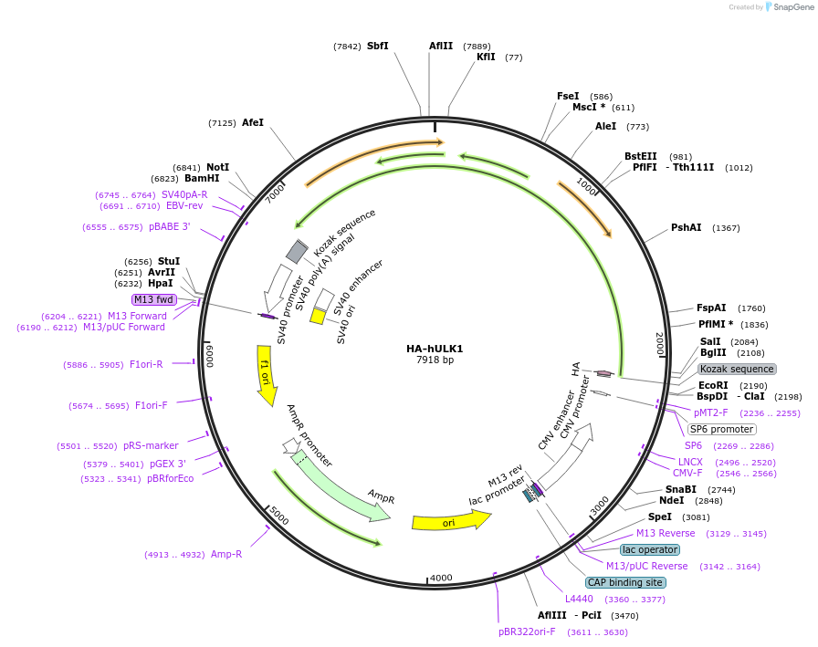 31963-plasmid-map-sequence-id-363234