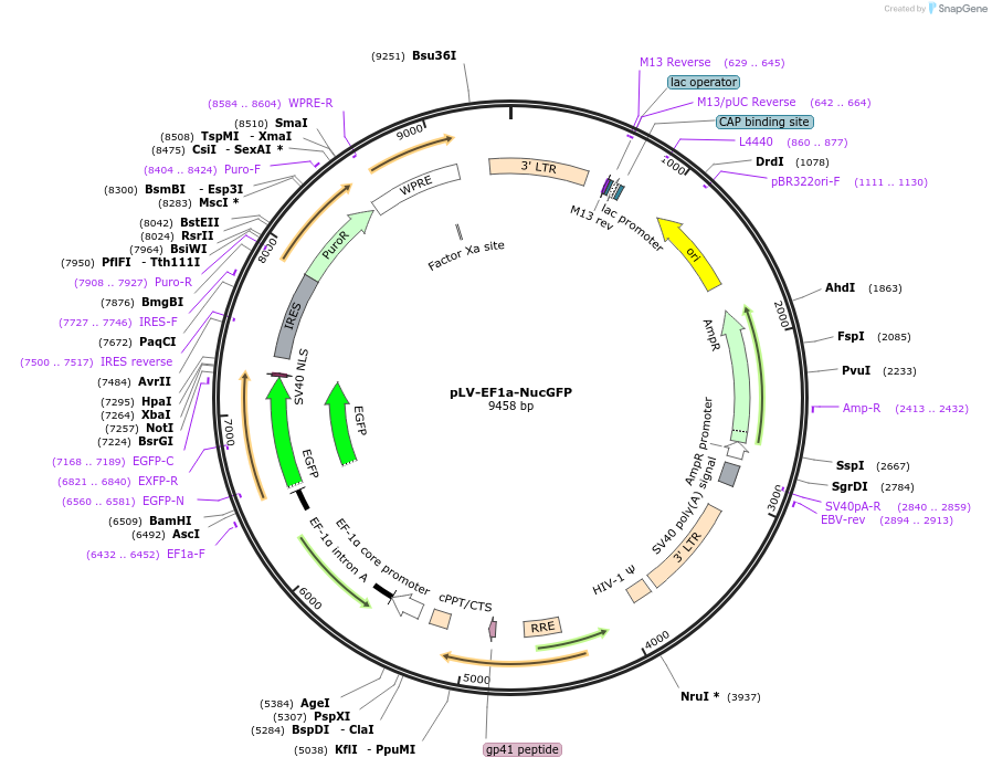 184706-plasmid-map-sequence-id-363235
