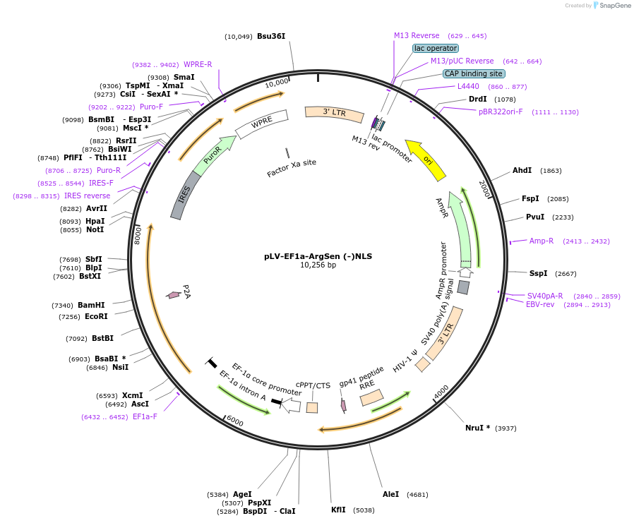 184698-plasmid-map-sequence-id-363282