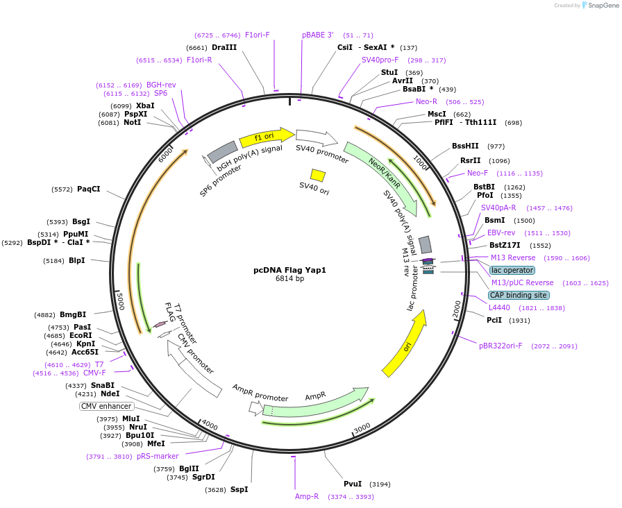 18881-plasmid-map-sequence-id-363286