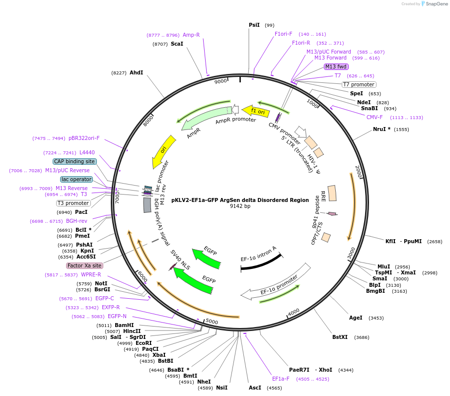 184693-plasmid-map-sequence-id-363292