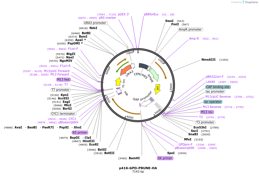 183945-plasmid-map-sequence-id-363298