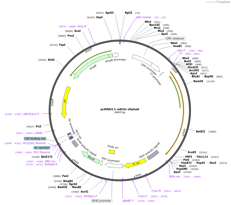 48812-plasmid-map-sequence-id-363332