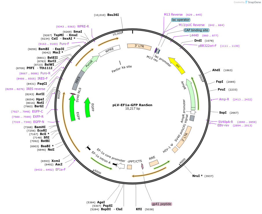 184705-plasmid-map-sequence-id-363345