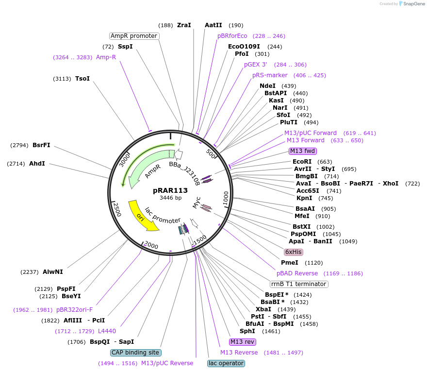 185049-plasmid-map-sequence-id-363358
