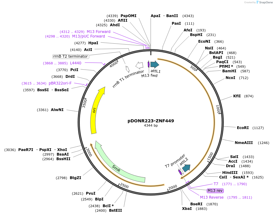 88453-plasmid-map-sequence-id-363365