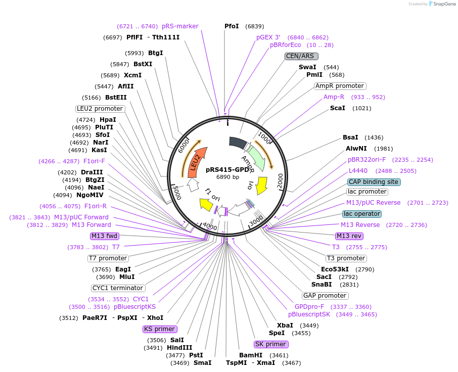 183940-plasmid-map-sequence-id-363367