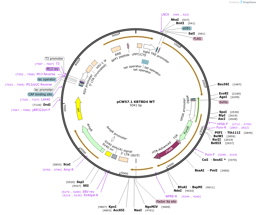 184624-plasmid-map-sequence-id-363386