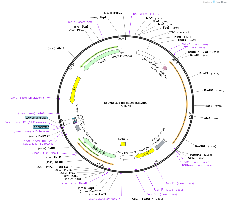 184630-plasmid-map-sequence-id-363387