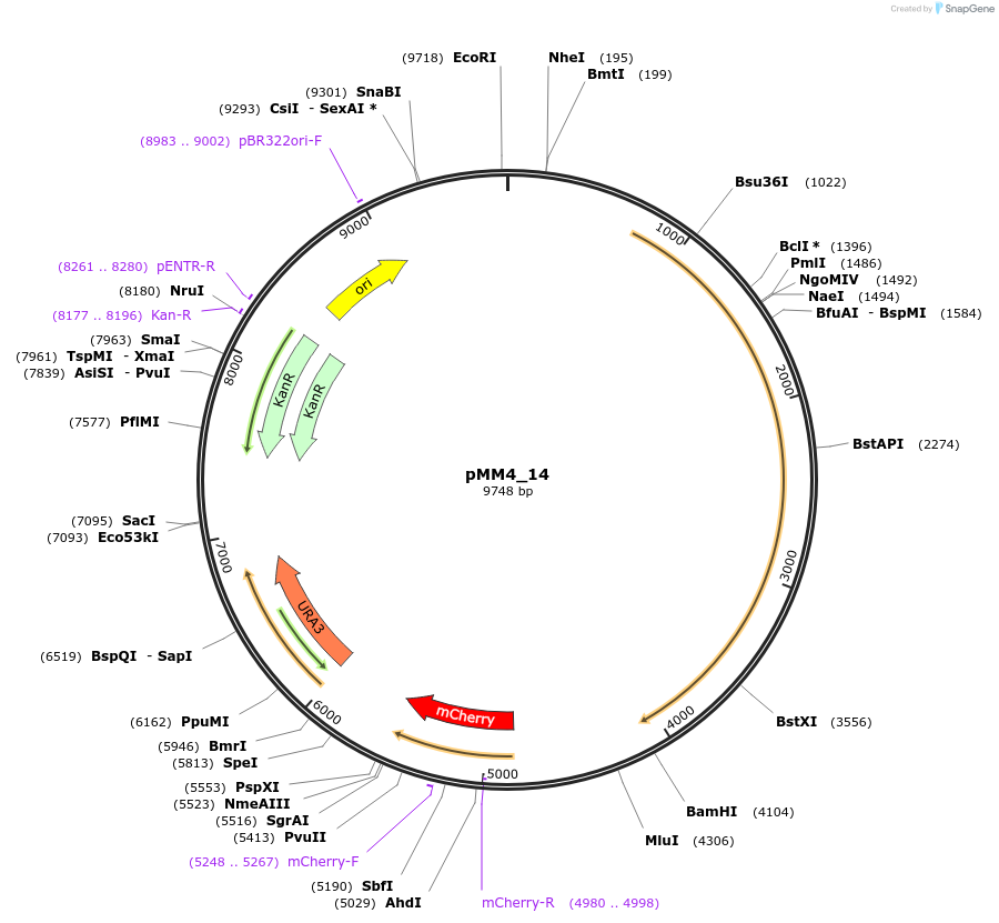 183062-plasmid-map-sequence-id-363407