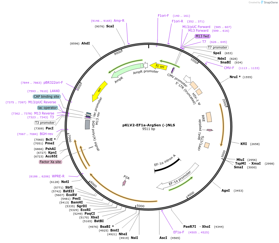 184689-plasmid-map-sequence-id-363409