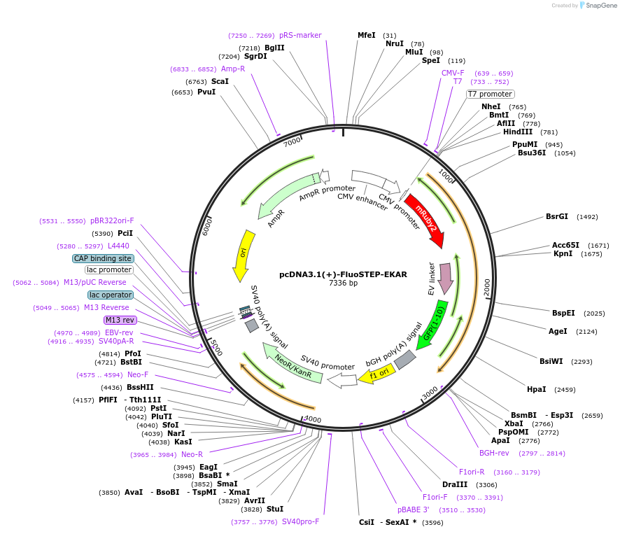 181858-plasmid-map-sequence-id-363410