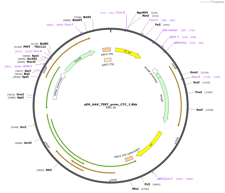 183079-plasmid-map-sequence-id-363414