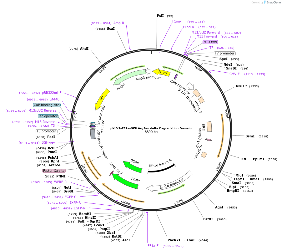 184692-plasmid-map-sequence-id-363421