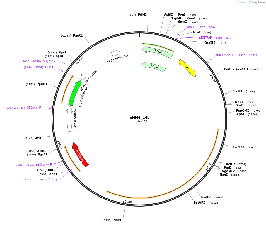 183063-plasmid-map-sequence-id-363423