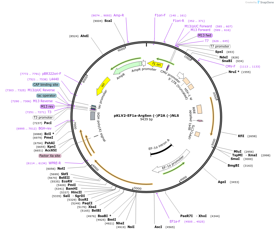 184690-plasmid-map-sequence-id-363428
