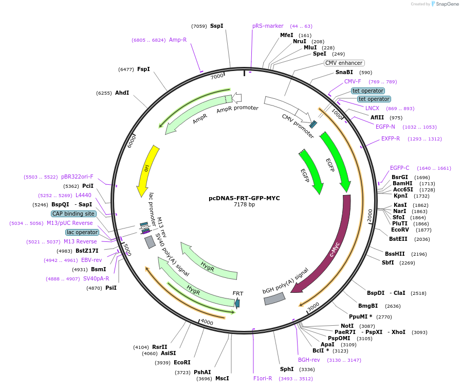 185375-plasmid-map-sequence-id-363433