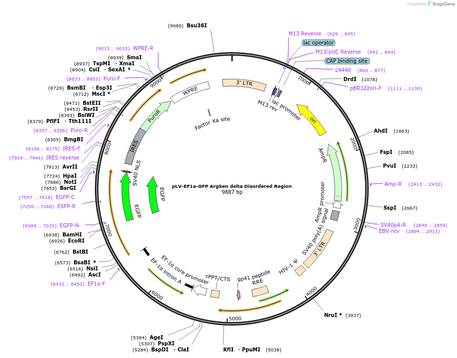 184702-plasmid-map-sequence-id-363438